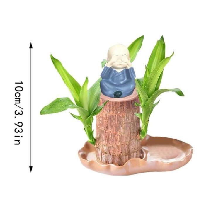 Braziliaanse planten indoor geluksholt plant set kleine mini-plant desktopplanten Braziliaanse houtplant met monnetje Braziliaans hout plantenstronk hout hydrocultuurplant (0A brui