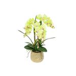 Kunst Phalaenopsis Modieuze Potplanten Decoratie Bloemstukken Tafeldecoraties