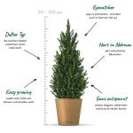 Dwergsparren Fridolin met plantenbak van zeegras, 80-100 cm grote winterharde mini-kerstboom, echte suikerpit voor binnen en buiten, plant voor pot en tuin