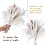 Pampas gedroogde bloemendecoratie, natuurlijk, 67 stuks, doe-het-zelf, gedroogde bloemen, boeket, ideaal voor boho, woonkamer, bruiloft, slaapkamer en vazen (LZGSGO-0102)