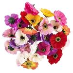 Decoratieve bloemen, , verschillende soorten, ca. diameter 4 - 5 cm (anemoon - kleurrijk - 27 stuks)