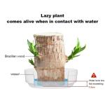 Mini Brasilien Lucky Wood - Hydroponische brasilianische Glücksholz-Tischpflanzen, Miniatur-Bambuspflanze für den Innenbereich, lebende Feng Shui-Dekoration, einfaches Wachstum (