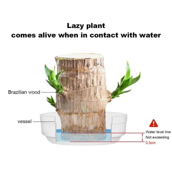Mini Brasilien Lucky Wood - Hydroponische brasilianische Glücksholz-Tischpflanzen, Miniatur-Bambuspflanze für den Innenbereich, lebende Feng Shui-Dekoration, einfaches Wachstum (