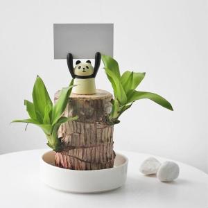 Mini Brasilien Lucky Wood, Brazilian Lucky Wood Plant, Hydroponic Tree Stump IndoorOffice Desktop Plant to Purify Indoor Air Live Feng Shui Decor, Easy Growth (Pig)