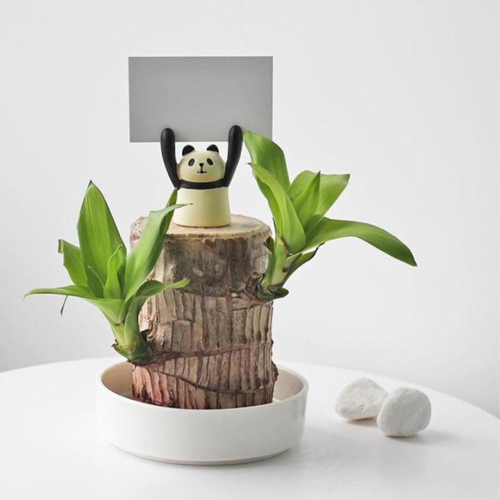 Mini Brasilien Lucky Wood, Brazilian Lucky Wood Plant, Hydroponic Tree Stump IndoorOffice Desktop Plant to Purify Indoor Air Live Feng Shui Decor, Easy Growth (Pig)