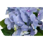 kunstmatige hortensia / kunstmatige hortensia struik in zwarte plastic pot, kleur: lichtblauw