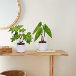 2 stuks tropische , klein, in pot, wit, decoratieve planten in pot, als echt, tropische geldplant, plastic planten voor woonkamer, kantoor, decoratie