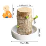 Mini Brasilien Lucky Wood - Hydroponische brasilianische Glücksholz-Tischpflanzen, Miniatur-Bambuspflanze für den Innenbereich, lebende Feng Shui-Dekoration, einfaches Wachstum (