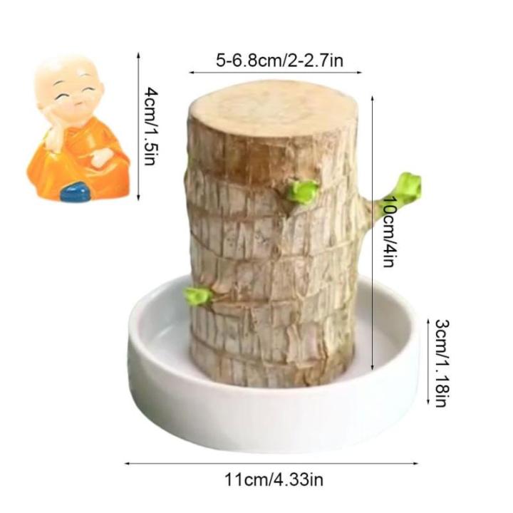 Mini Brasilien Lucky Wood - Hydroponische brasilianische Glücksholz-Tischpflanzen, Miniatur-Bambuspflanze für den Innenbereich, lebende Feng Shui-Dekoration, einfaches Wachstum (