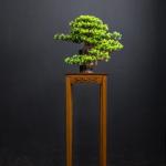 Künstlicher Bonsai-Baum 18-Zoll-künstliche Bonsai-Kiefer-Simulations-Grünpflanze-Bonsai-Indoor-Kunstpflanze im Topf, künstliche Zimmerpflanzen for den Schreibtisch, das Home-Of