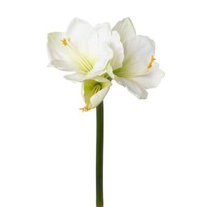 Amaryllis Amaryllis kunstmatig met natuurgetrouwe bloemen, 68 cm, wit, hoogwaardige en stijlvolle Real Touch kunst-amaryllis, ideaal als indoor- of kerstdecoratie