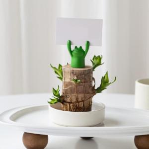 Mini Brasilien Lucky Wood, Brasilianische Glücksholzpflanze, Hydrokultur-Baumstumpf IndoorOffice Desktop-Pflanze zur Reinigung der Raumluft, Live Feng Shui Dekor, einfaches Wachst