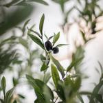 Künstlicher Olivenbaum, geschmiedeter Topiary-Seidenbaum, perfekte Nachahmung von Pflanzen im Topf für den Innen- und Außenbereich, Haus, Zuhause, Büro, Garten, Moderne Dekorat