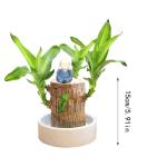 Braziliaanse planten indoor geluksholt plant set kleine mini-plant desktopplanten Braziliaanse houten plant met monniken Braziliaans hout plantenstronk hout hydrocultuurplant (1B-A