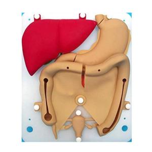 Laparoscopische simulatietraining siliconen orgel 1: 1 verhouding, zacht simulatietraining Prop Holle model, kan herhaaldelijk worden genaaid