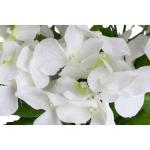 kunstmatige hortensia / kunstmatige hortensia struik in zwarte kunststof pot, kleur: wit