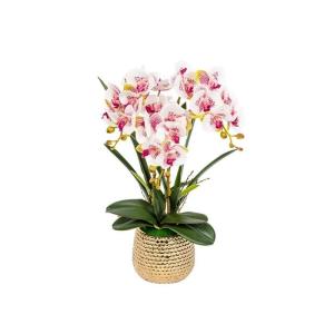 Kunst Phalaenopsis Modieuze Potplanten Decoratie Bloemstukken Tafeldecoraties