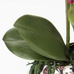 Künstliche Orchidee, 44 cm, rosa künstliche Blumen in Keramiktöpfen, fühlen sich echt an, Phalaenopsis, dekorative Kunstpflanzen für den Innenbereich für Zuhause, Küche, Bü