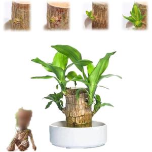 Brazilian Wood Plant,Mini Brazil Lucky Wood,Brazilian Lucky Wood Desk,Brazilian Lucky Bamboo Wood Hydroponic Potted Plant Stump,Office Desktop Plant (Lucky Wood+Doll-Color Random)