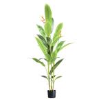 Strelitzie MN-KP-2213 Paradijsvogelbloem, kunstplant, kunstplant, decoratie, in zwarte pot, zeer realistisch, groen, 160 cm
