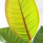 Lebensechter Kunstbaum Künstliche Pflanzen Gefälschter Gummibaum Grünes Blatt Tropische Pflanzen mit Topfgrün Floral Jungle Party Home Garden Decor Dekorationspflanze