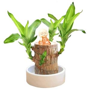 Braziliaanse planten indoor geluksholt plant set kleine mini-plant desktopplanten Braziliaanse houten plant met monnetje Braziliaans hout plantenstronk hout hydrocultuurplant (blau