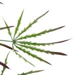 Ontwerp kunstmatige hangende varenplanten