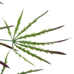 Ontwerp kunstmatige hangende varenplanten