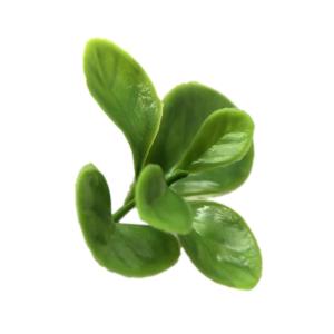 Plantenwand, voor wandmontage, 50 x 50 cm, decoratie voor muur/balkon/tuin, jade-blad