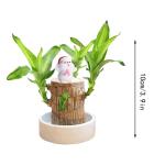 Braziliaanse geluksplant set klein mini gelukshhout uit Brazilië Braziliaanse houten plant met monnikstandbeelden, desktopplant, Braziliaanse houtplant, plantenstronk hydrocultuur