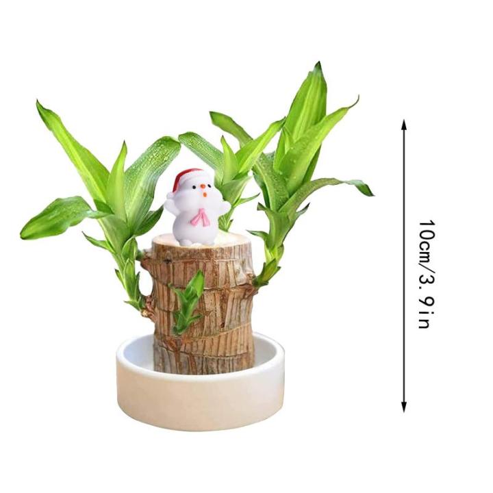 Braziliaanse geluksplant set klein mini gelukshhout uit Brazilië Braziliaanse houten plant met monnikstandbeelden, desktopplant, Braziliaanse houtplant, plantenstronk hydrocultuur