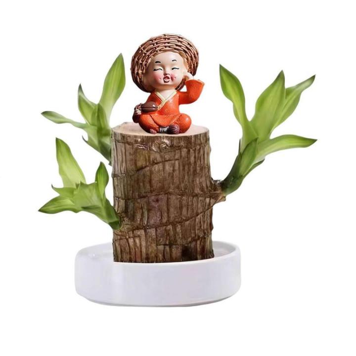 Braziliaans gloeiend hout, Braziliaanse houten plant, mini gelukshhout uit Braziliaanse houten plant met monnikstandbeelden, desktopplant, Braziliaanse houtplant, stomp