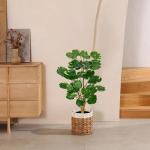 Kunstplant in zwarte pot, 68 cm hoog, kunstmatige Aralia Balfour boom, kunstmatige Aralia Polyscias Fabian plant, kunstboom, potplant voor thuis, kantoor, woonkamer, decoratie