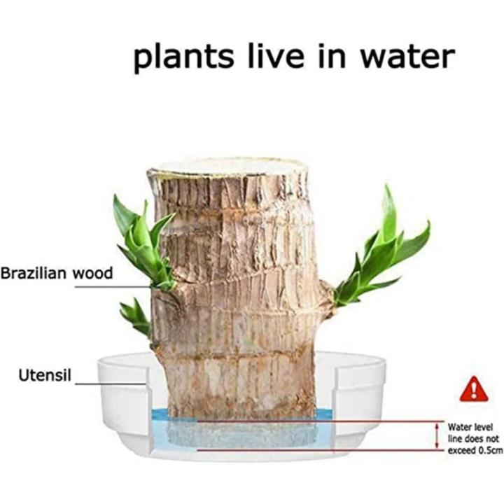 Brazilian Wood Plant,Mini Brazil Lucky Wood,Brazilian Lucky Wood Desk,Brazilian Lucky Bamboo Wood Hydroponic Potted Plant Stump,Office Desktop Plant (Lucky Wood+Doll+Monk-Color Ran