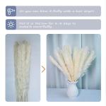 Gedroogde pampasdecoratie, gedroogde bloemen, natuurlijk, doe-het-zelf, droogbloemen, boeket, ideaal voor boho, woonkamer, bruiloft, slaapkamer en vazen (LZGSGO-0109)