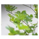 Künstliche Bäume, künstlicher Baum, Glockenbaum, grüne Zimmerpflanze, realistische Kunstpflanzen für die Dekoration von Zuhause und Büro, künstliche Pflanzen, künstliche Pf