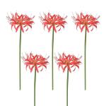 Kunstmatige spinnenlelies, 5 stelen, 66,9 cm, Lycoris Radiata-bloemen, levensechte Lycoris Recoil nep-spinnenplant, zijden boeket decoratie voor thuis (B)