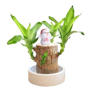 Braziliaanse planten indoor geluksholt plant set kleine mini-plant desktopplanten Braziliaanse houtplant met monniken Braziliaans hout plantenstronk hout hydrocultuurplant