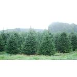 Echte kerstboom - Nordmann-spar - vers geslagen kerstboom dennenboom (spar, 80-100 cm)