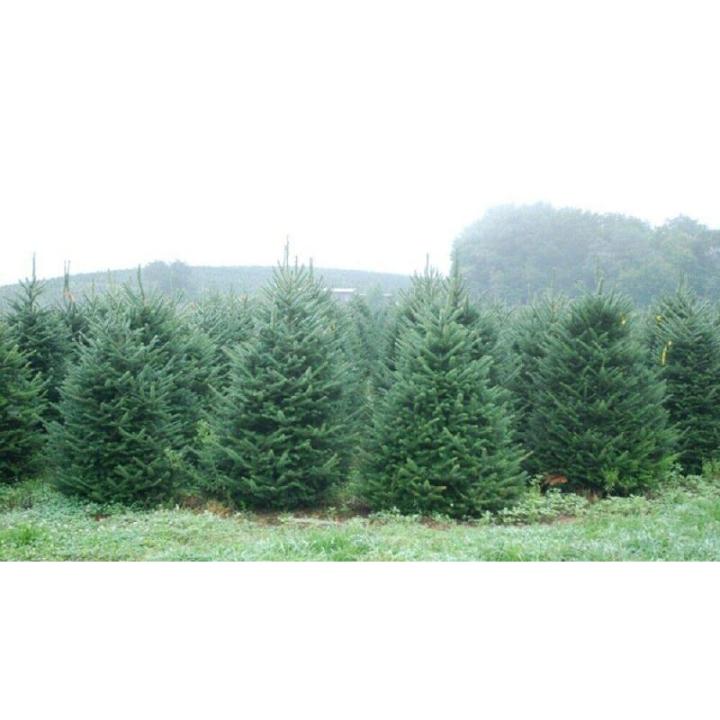 Echte kerstboom - Nordmann-spar - vers geslagen kerstboom dennenboom (spar, 80-100 cm)