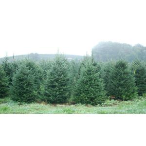 Echte kerstboom - Nordmann spar - vers geslagen kerstboom dennenboom (spar, 100-120 cm)