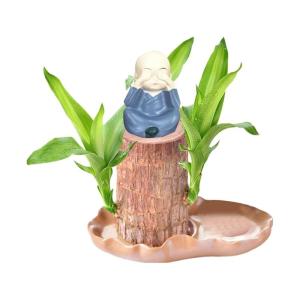 Braziliaanse planten indoor geluksholt plant set kleine mini-plant desktopplanten Braziliaanse houtplant met monnetje Braziliaans hout plantenstronk hout hydrocultuurplant (0A mari