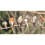 Rode kardinaal, kerstboomdecoratie, vogelknutselset voor boom, huis, tuin, feestdecoraties in de open lucht, D-12 stuks, Sparrow