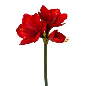 Amaryllis, 68cm, rood, Real Touch