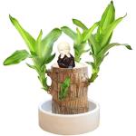 Braziliaanse planten indoor geluksholt plant set kleine mini-plant desktopplanten Braziliaanse houten plant met monniken Braziliaans hout plantenstronk hout hydrocultuurplant (brui