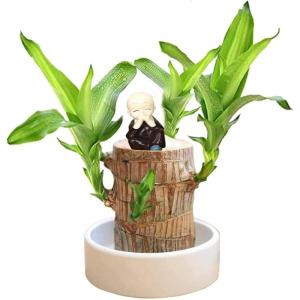 Braziliaanse planten indoor geluksholt plant set kleine mini-plant desktopplanten Braziliaanse houten plant met monniken Braziliaans hout plantenstronk hout hydrocultuurplant (brui