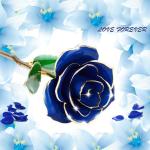 24K Gold Rose Blume vergoldet konservierte Blumen Ornamente Geschenk für Valentinstag