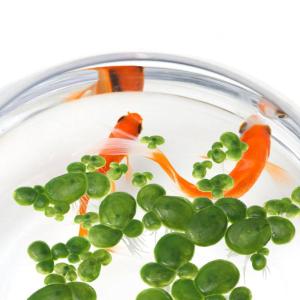 3 Sätze Wasserlinsen-Kunststoff Aquatische Ornamente Schwimmende Entengrütze Gefälschte Entengrütze-dekor Zubehör Für Terrarien Aquarienverzierung Tankanlagen Plastik 90 Stü