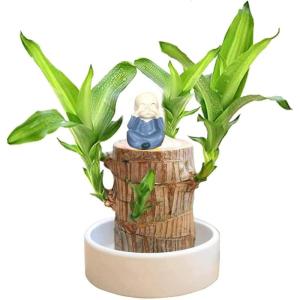 Braziliaanse planten indoor geluksholt plant set kleine mini-plant desktopplanten Braziliaanse houten plant met monnetje Braziliaans hout plantenstronk hout hydrocultuurplant (mari