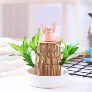 Mini Brazil Lucky Wood, Brazilian Lucky Wood Plant, NEW Brazil Lucky Wood Plant, Magical Sprouting Lucky Bamboo Wood, Brazilian Wood Hydroponic Plant Decor (Panda)